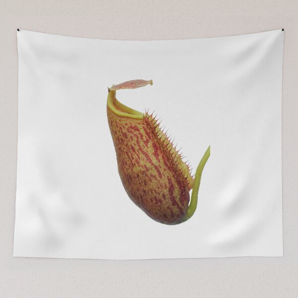 Item preview, Isolated tropical pitcher plant - Nepenthes lowii x (maxima x mira) designed and sold by Trent Townsend.