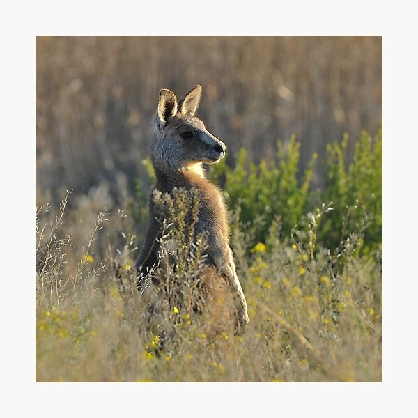 Item preview, Grey Kangaroo in long Australian Grass designed and sold by ArtbyBodge.