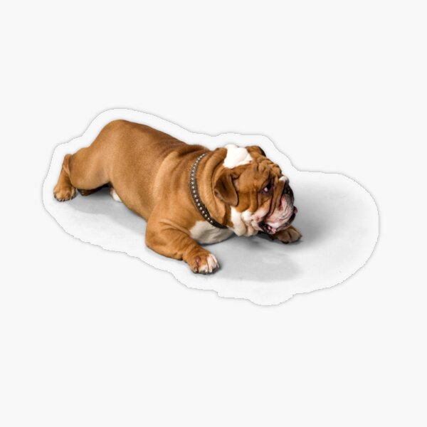 Dog laying down waiting  Transparent Sticker