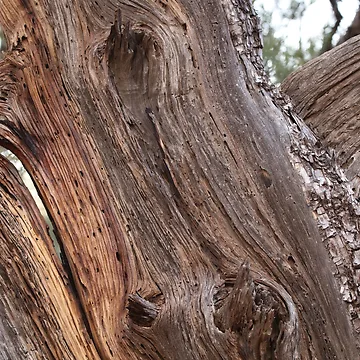 Artwork thumbnail, Hugger Tree by hendrickssdh