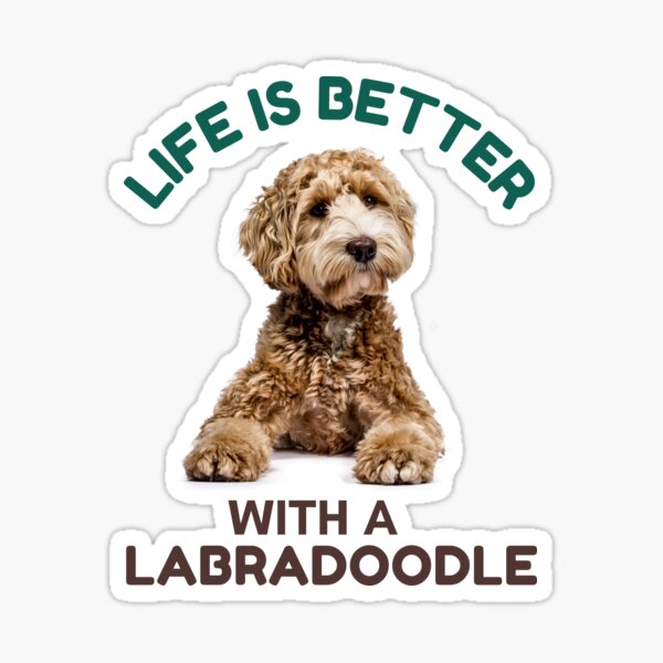 Artikel-Vorschau von Das Leben ist besser mit Mini Golden Labradoodle, designt und verkauft von ARUN VASWANI.
