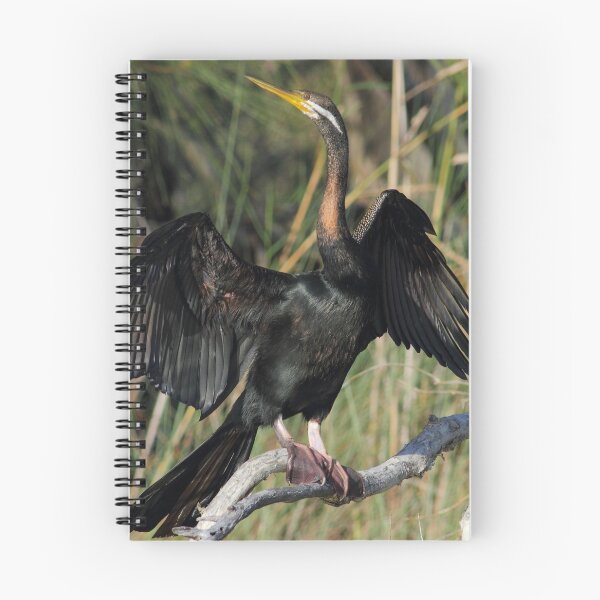 Item preview,  Australasian darter or Australian darter (Anhinga novaehollandiae) designed and sold by Trent Townsend.