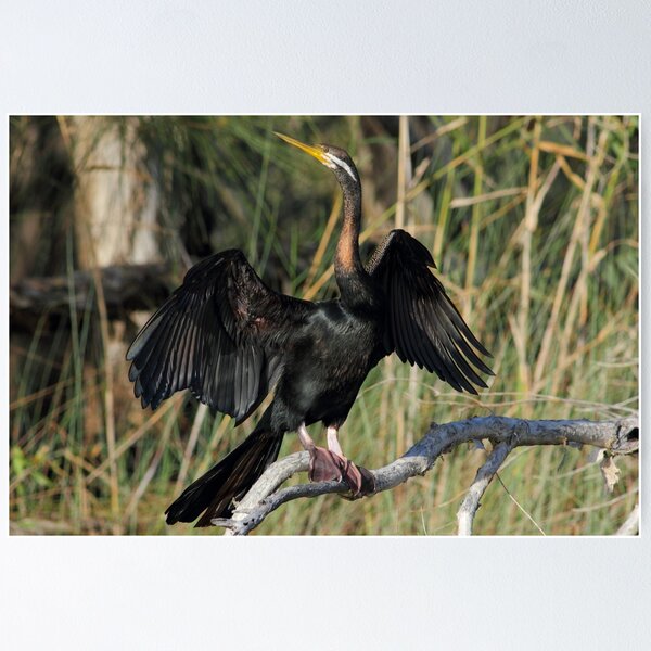 Item preview,  Australasian darter or Australian darter (Anhinga novaehollandiae) designed and sold by Trent Townsend.