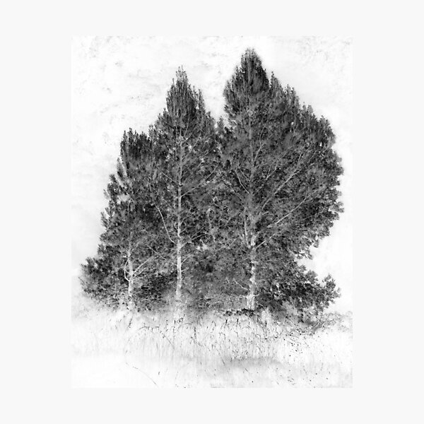 Photographic Print