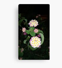 yellow bloom Canvas Print