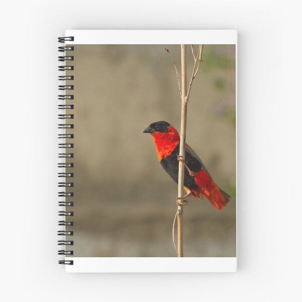 Item preview, Northern Red Bishop designed and sold by Sue Robinson.