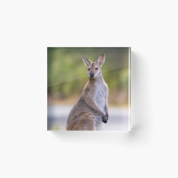 Item preview, Red-necked or Bennett's Wallaby (Macropus rufogriseus)  designed and sold by Trent Townsend.