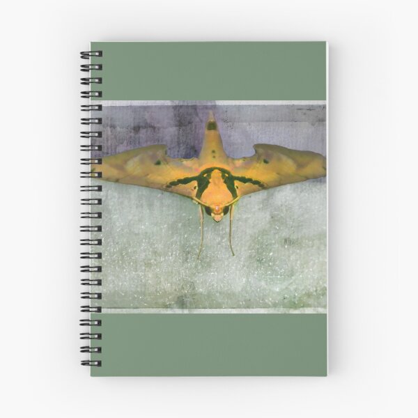 Item preview, Large South American Moth designed and sold by alabca.
