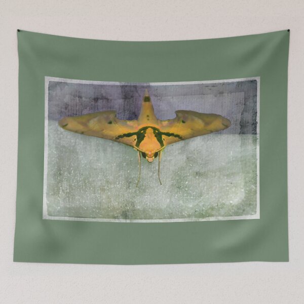 Item preview, Large South American Moth designed and sold by alabca.