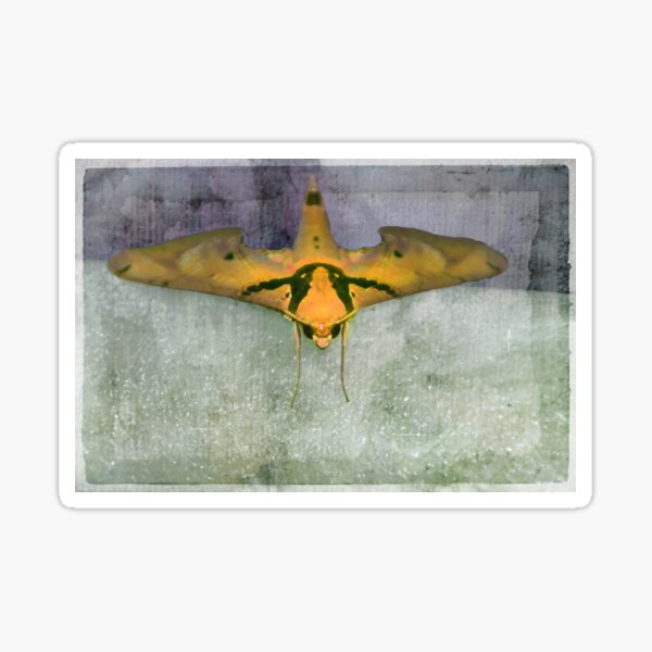 Item preview, Large South American Moth designed and sold by alabca.