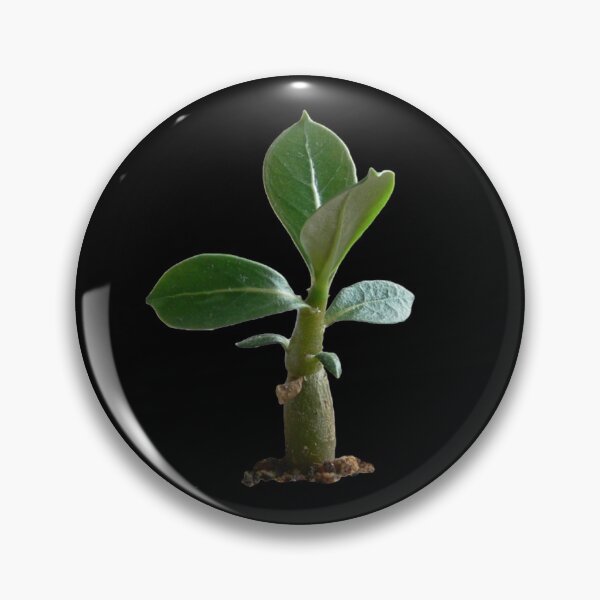 Item preview, Adenium Sapling designed and sold by JStuartArt.