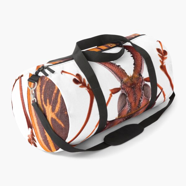 Item preview, Saber-tooth Longhorn beetle (Macrodontia cervicornis) designed and sold by Tim Christensen.