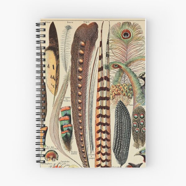 Item preview, Bird feather types plumes-pour tous chart poster art - Adolphe Millot  designed and sold by Vintage Designs +.