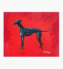 Black Greyhound Photographic Print
