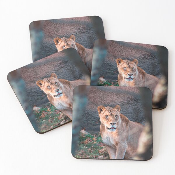 Item preview, Lioness prowling around an enclosure designed and sold by Michael Deemer.