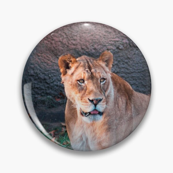 Item preview, Lioness prowling around an enclosure designed and sold by Michael Deemer.