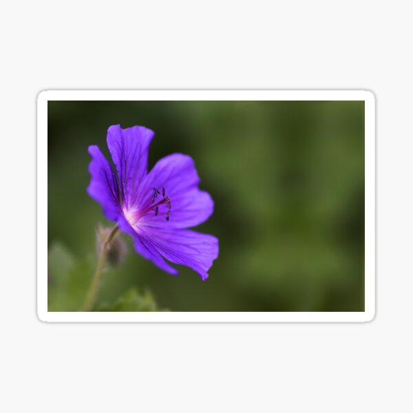 Cranesbill Sticker