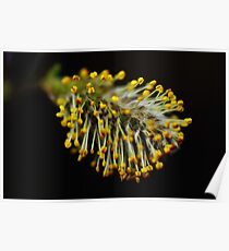 April Flowers Poster