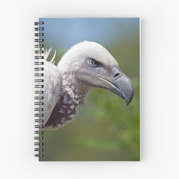 Item preview, Cape Vulture close-up designed and sold by Melissa Peltenburg.