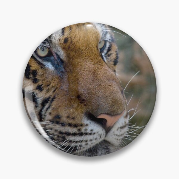 Item preview, Bengal tiger close-up designed and sold by Melissa Peltenburg.