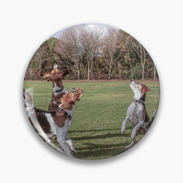 Item preview, Beagles Beagles Beagles designed and sold by kerrphotos.
