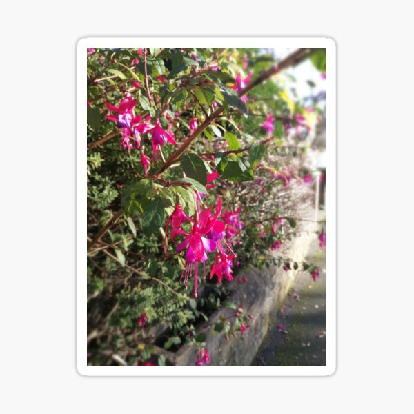 Fuchsia Sticker