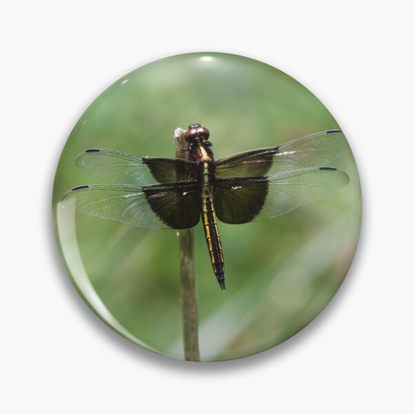 Item preview, Black and Gold Dragonfly designed and sold by LisaNaturePhoto.