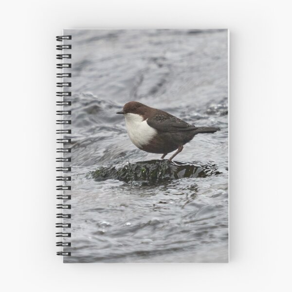 Item preview, That's cool. White-throated dipper designed and sold by Jouko Lehto Photography.