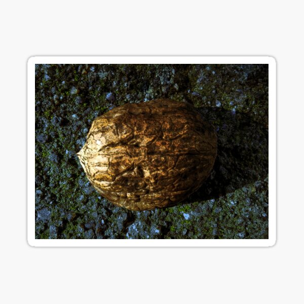 Vista previa del artículo con la obra «Golden Nut Shell», diseñado y vendido por mavicfe.