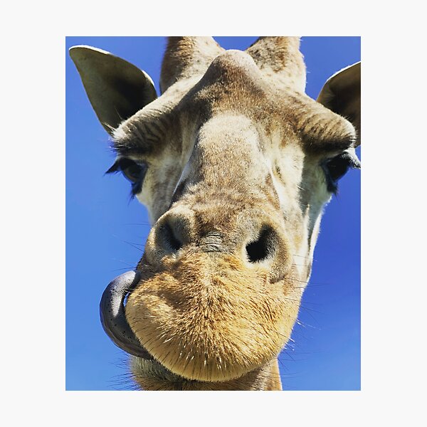 Impression Photo Adorable Bebe Girafe Exhibant Son Long Cou Par Laughingdonkey Redbubble