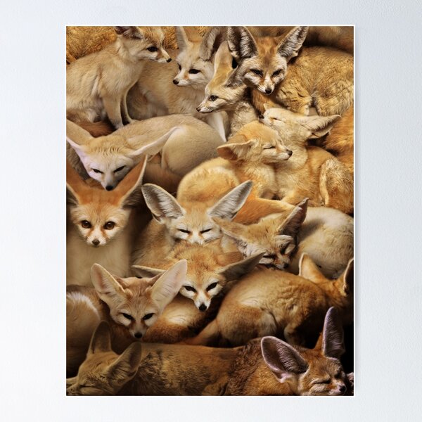 Item preview, Fennecs designed and sold by MaxencePierrard.