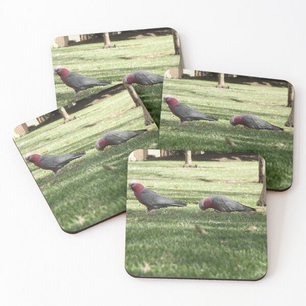 Item preview, Two galahs designed and sold by greentiger1.