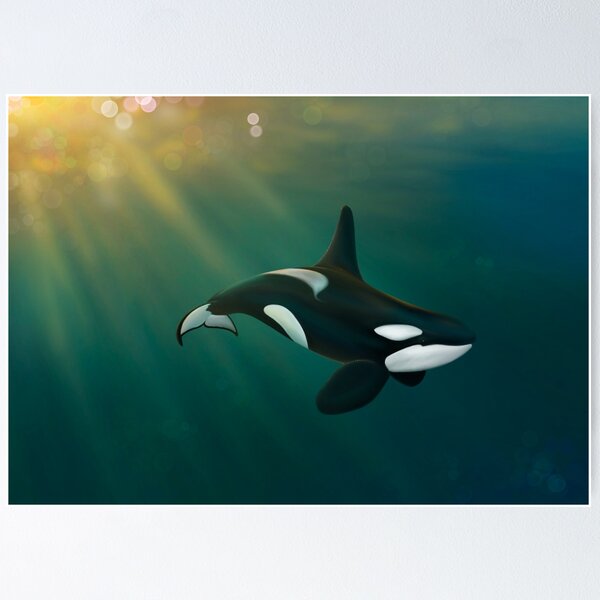 Orca Underwater Posters for Sale