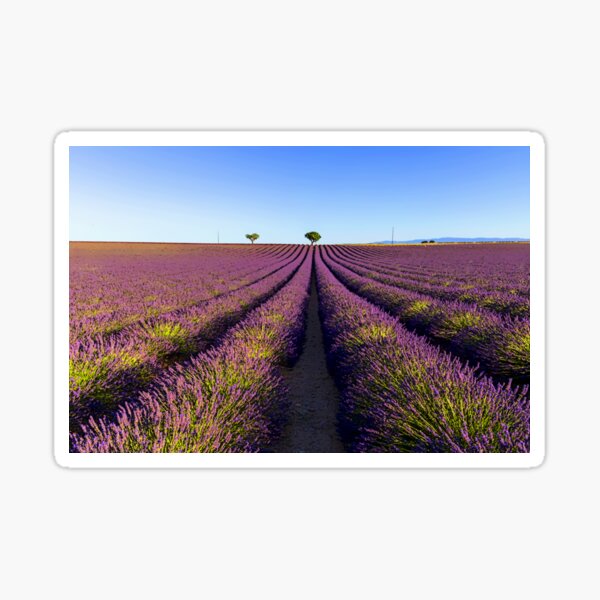 Lavender field in provence digital art Sticker