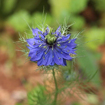 Artwork thumbnail, Blue Ragged Lady Flower by SweepingShadows