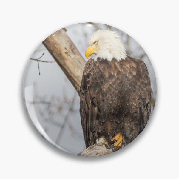 Item preview, Bald Eagle 2021-2 designed and sold by Thomasyoung.