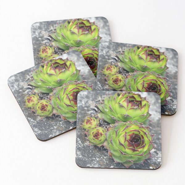 Item preview, Succulents designed and sold by SweepingShadows.