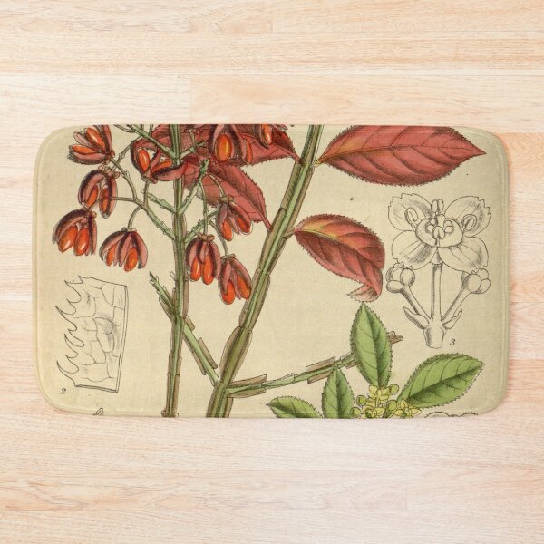 Item preview, Euonymus alatus 145 8823 designed and sold by EsotericBotanic.