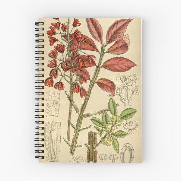 Item preview, Euonymus alatus 145 8823 designed and sold by EsotericBotanic.