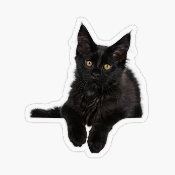 Cat with black fur laying down staring  Transparent Sticker