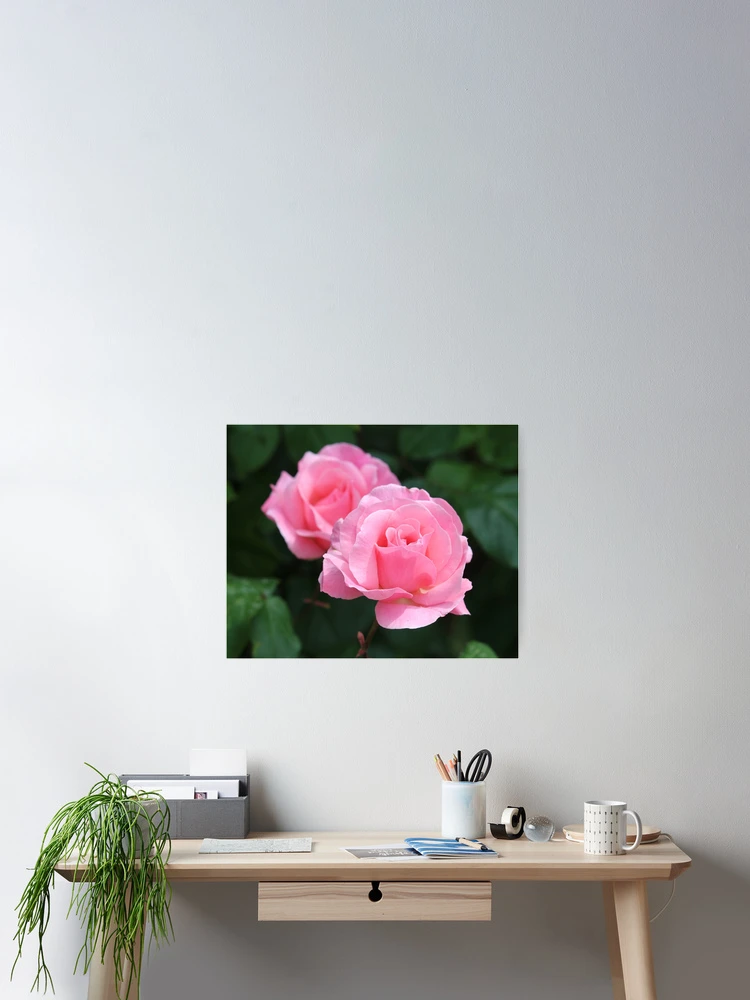 Thumbnail 2 of 3, Poster, Pink Roses designed and sold by SweepingShadows.