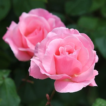 Artwork thumbnail, Pink Roses by SweepingShadows