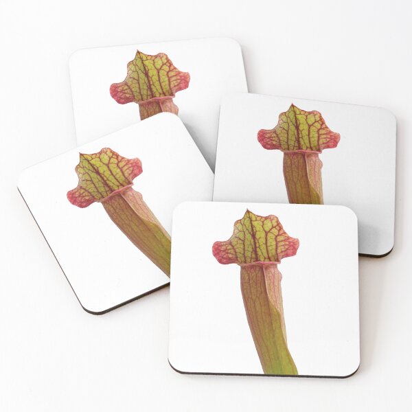 Item preview, American Pitcher Plant (Sarracenia sp) designed and sold by Trent Townsend.