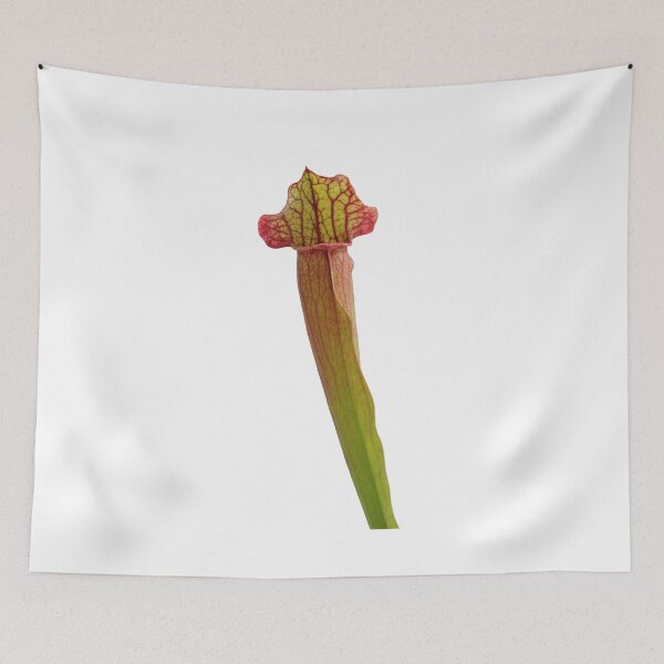 Item preview, American Pitcher Plant (Sarracenia sp) designed and sold by Trent Townsend.