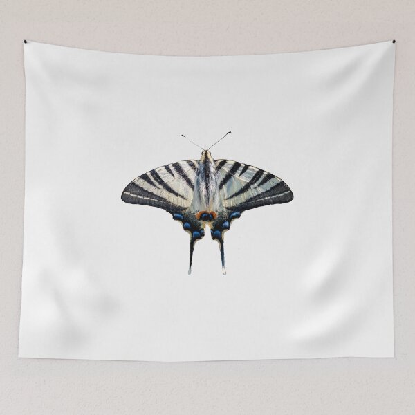 Item preview, Scarce swallowtail butterfly shape designed and sold by pietrofoto.
