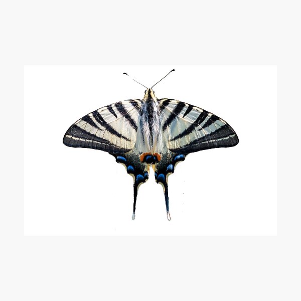Scarce swallowtail butterfly shape Photographic Print