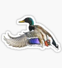 Mallard duck in flight Sticker