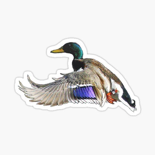 Duck Hunter Stickers for Sale, Free US Shipping