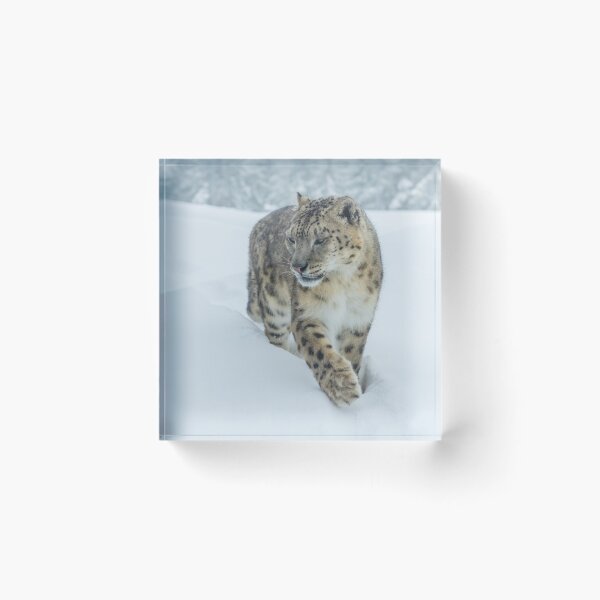 Item preview, Snow leopard in the deep snow designed and sold by Ingo Gerlach.