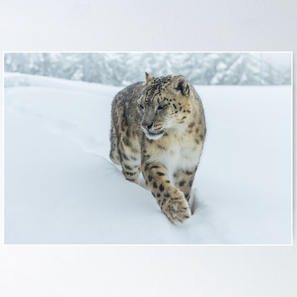 Item preview, Snow leopard in the deep snow designed and sold by Ingo Gerlach.